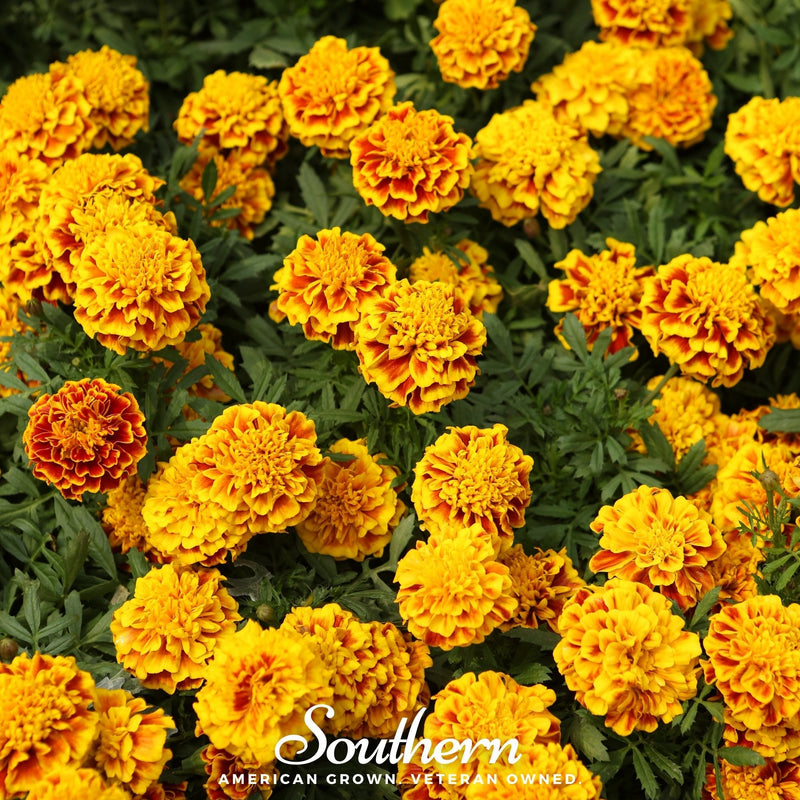 Load image into Gallery viewer, Sparky Marigold (French) – 100 Seeds
