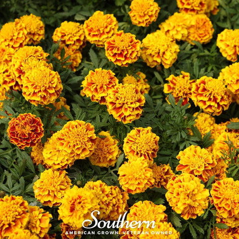 Sparky Marigold (French) – 100 Seeds, additional product view 2