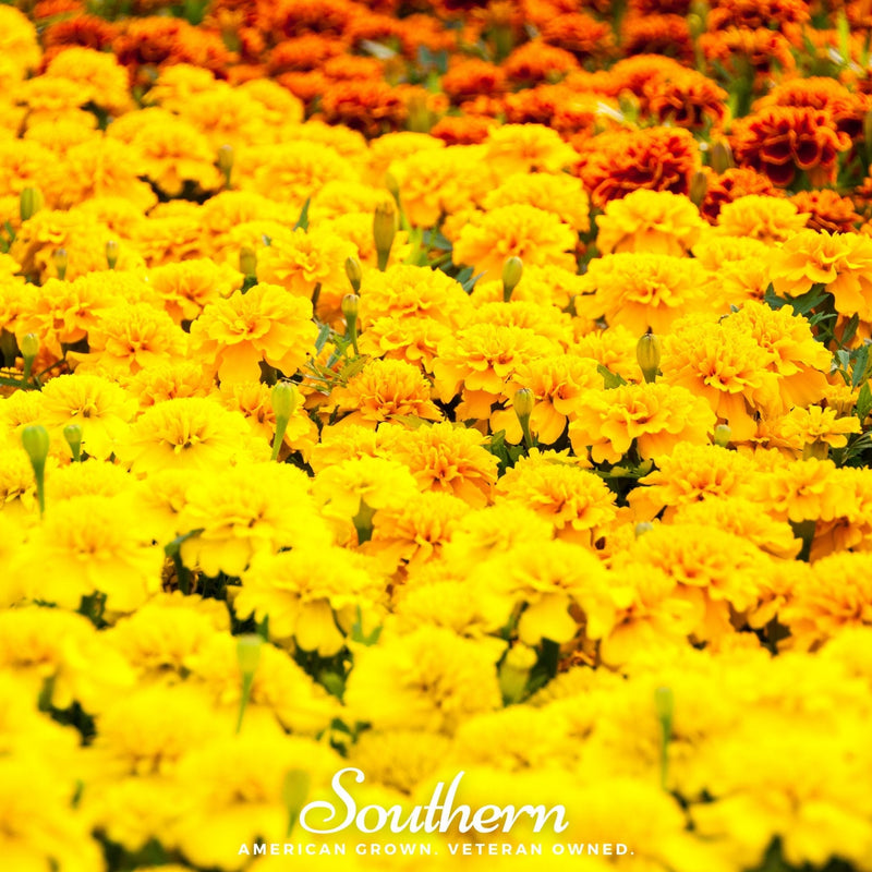 Load image into Gallery viewer, Sparky Marigold (French) – 100 Seeds
