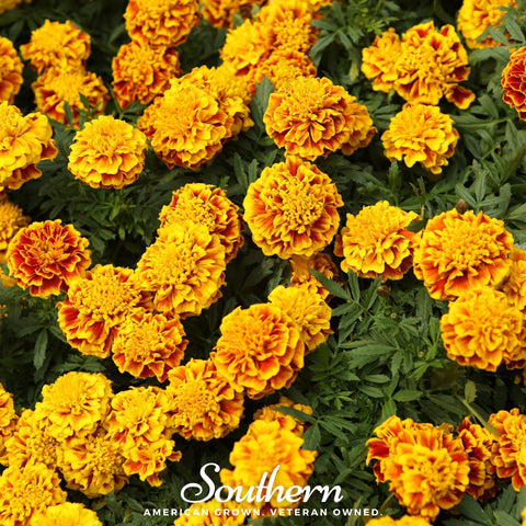 Sparky Marigold French 100 Seeds