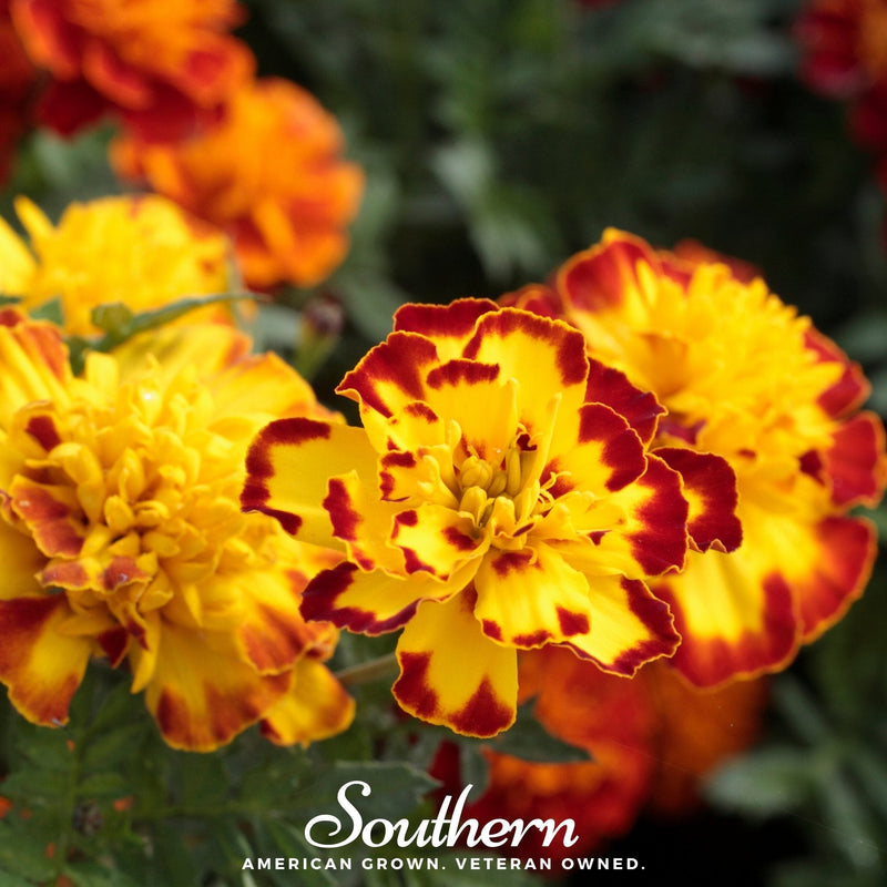 Load image into Gallery viewer, Sparky Marigold (French) – 100 Seeds
