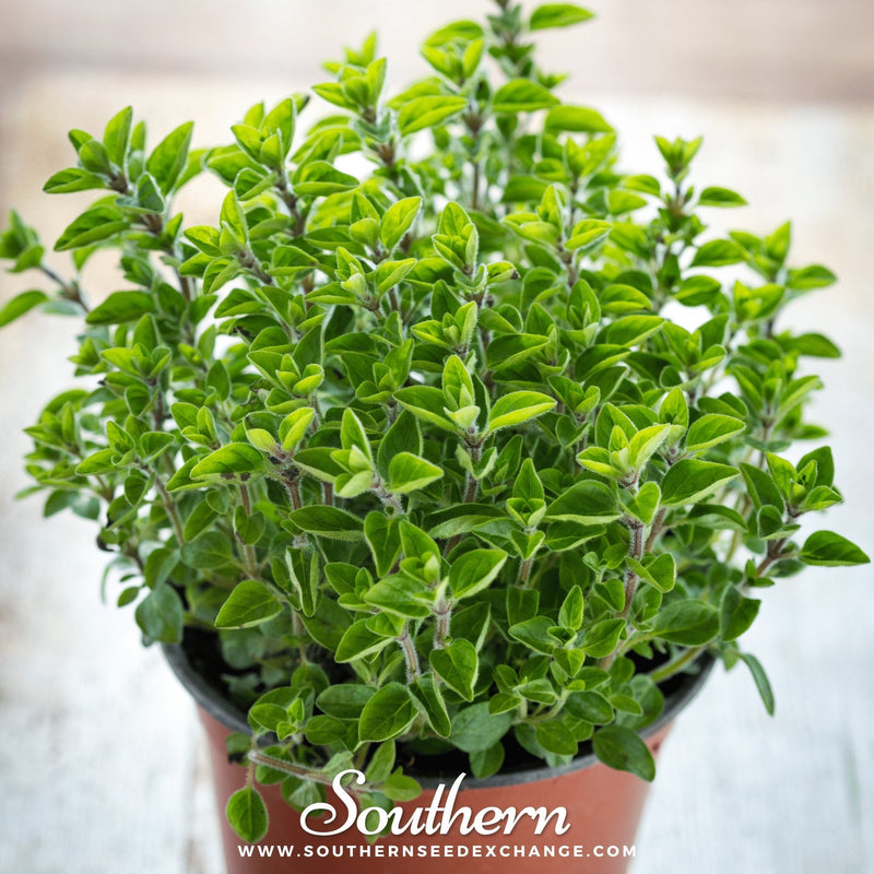 Load image into Gallery viewer, Sweet Marjoram – 100 Seeds

