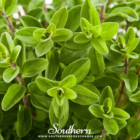 Sweet Marjoram seeds package, 100 count, GrowTime Garden Supply