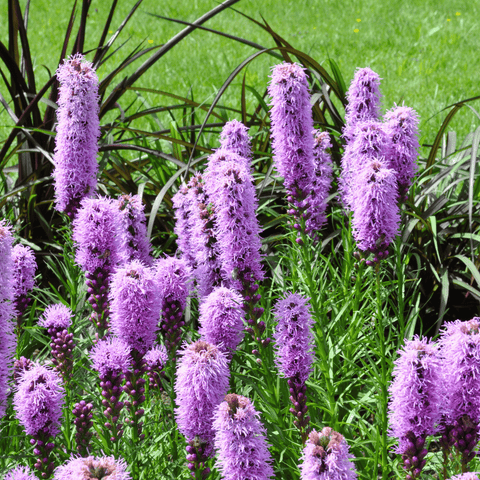 Marsh Blazing Star seeds package, 50 count, GrowTime Garden Supply