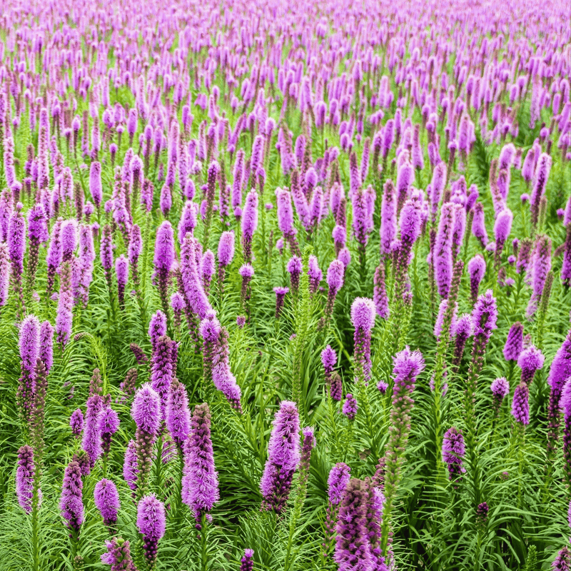 Load image into Gallery viewer, Marsh Blazing Star – 50 Seeds
