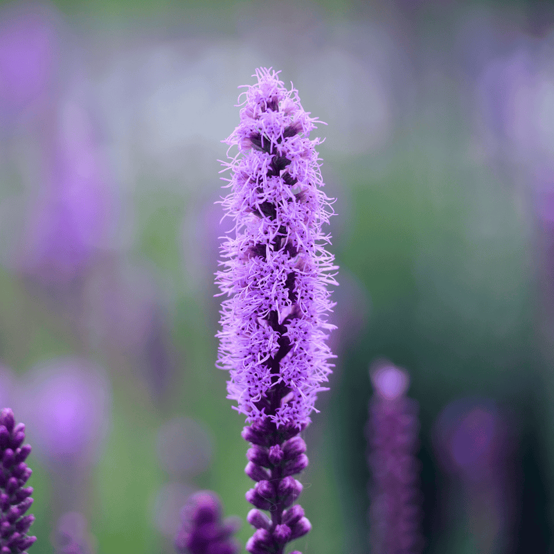 Load image into Gallery viewer, Marsh Blazing Star – 50 Seeds
