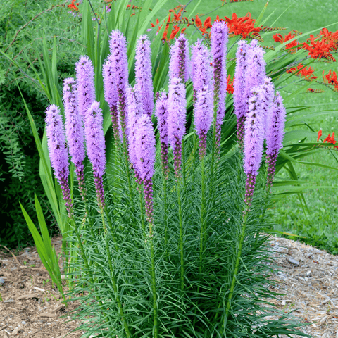 Marsh Blazing Star – 50 Seeds, additional product view 2