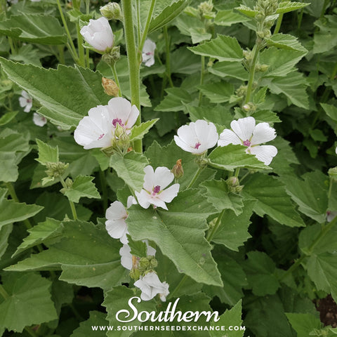 Marshmallow – 50 Seeds, additional product view 2