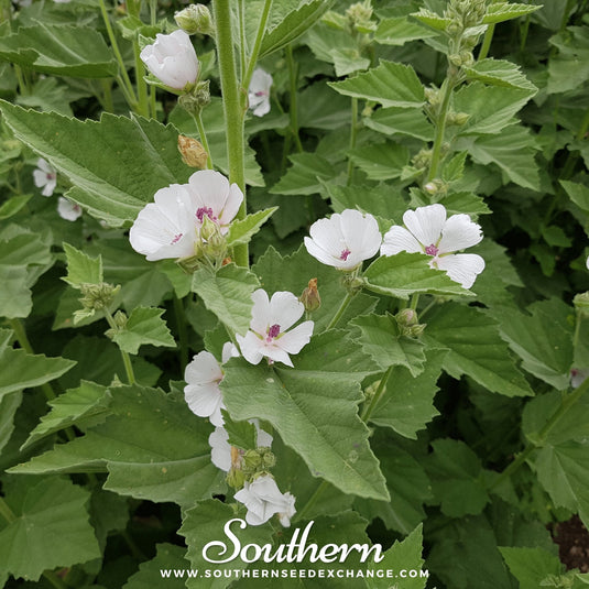 Marshmallow – 50 Seeds