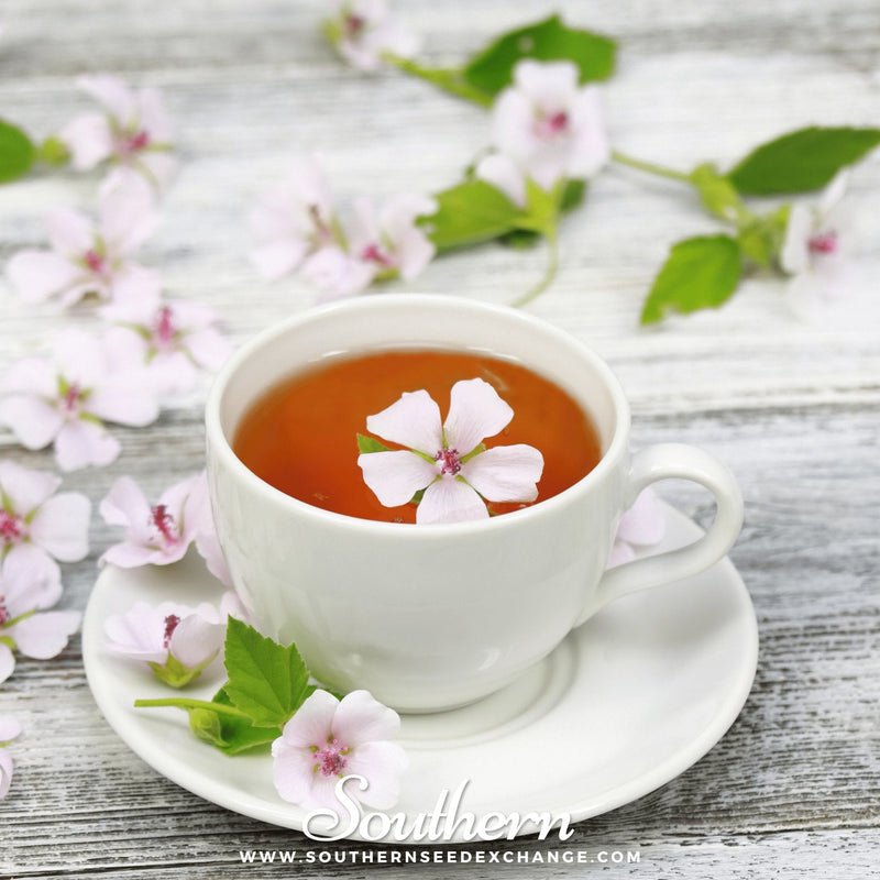 Load image into Gallery viewer, Marshmallow – 50 Seeds
