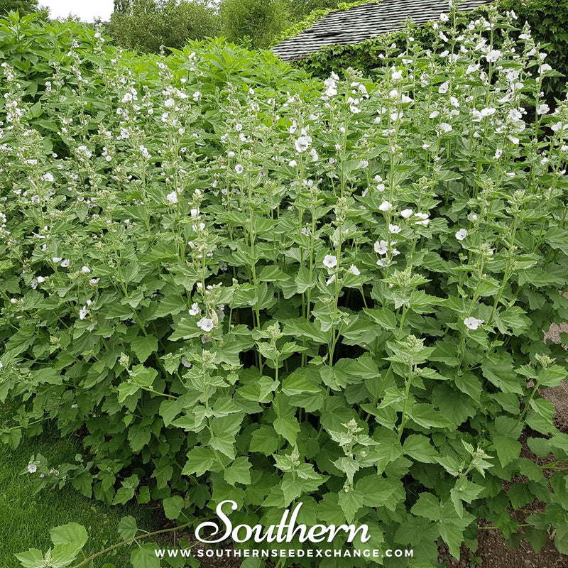 Load image into Gallery viewer, Marshmallow – 50 Seeds
