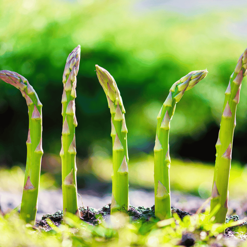 Load image into Gallery viewer, Mary Washington Asparagus – 50 Seeds
