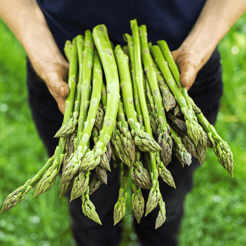 Mary Washington Asparagus seeds package, 50 count, GrowTime Garden Supply