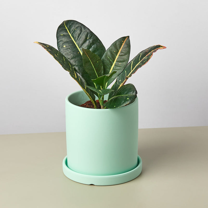 Load image into Gallery viewer, Matte Finish Cylinder Planter with Saucer

