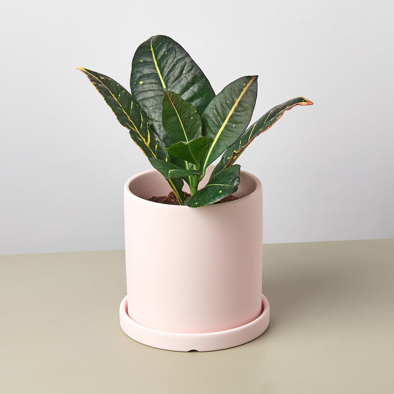 Load image into Gallery viewer, Matte Finish Cylinder Planter with Saucer
