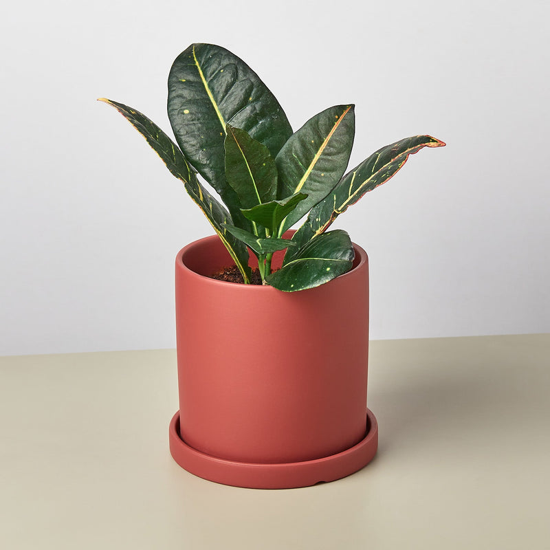 Load image into Gallery viewer, Matte Finish Cylinder Planter with Saucer
