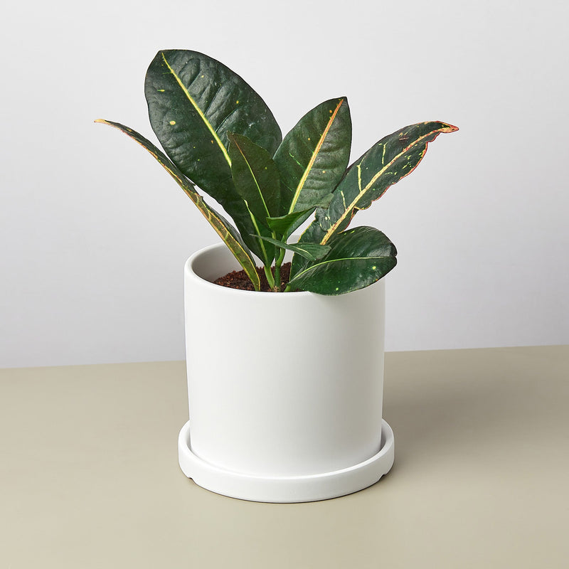 Load image into Gallery viewer, Matte Finish Cylinder Planter with Saucer

