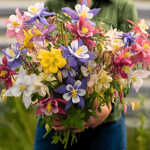 McKana Giant Columbine 100 Seeds