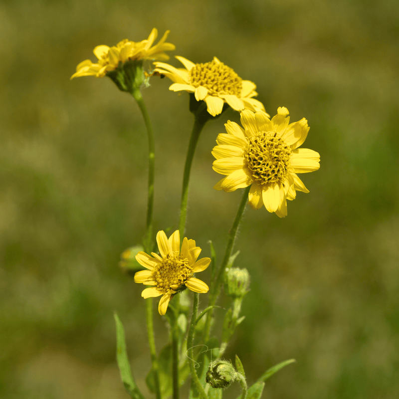 Load image into Gallery viewer, Meadow Arnica – 20 Seeds
