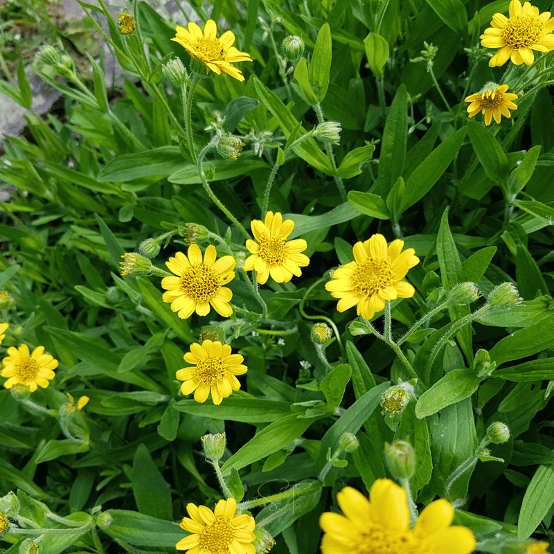 Load image into Gallery viewer, Meadow Arnica – 20 Seeds
