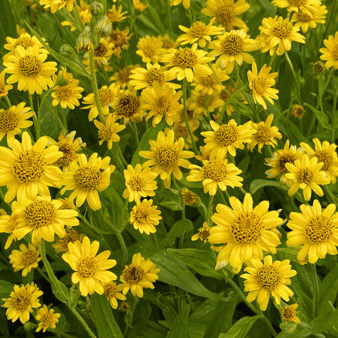 Meadow Arnica – 20 Seeds, additional product view 2