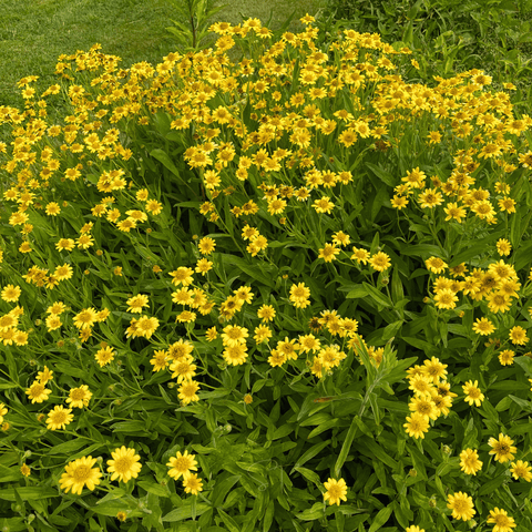 Meadow Arnica seeds package, 20 count, GrowTime Garden Supply