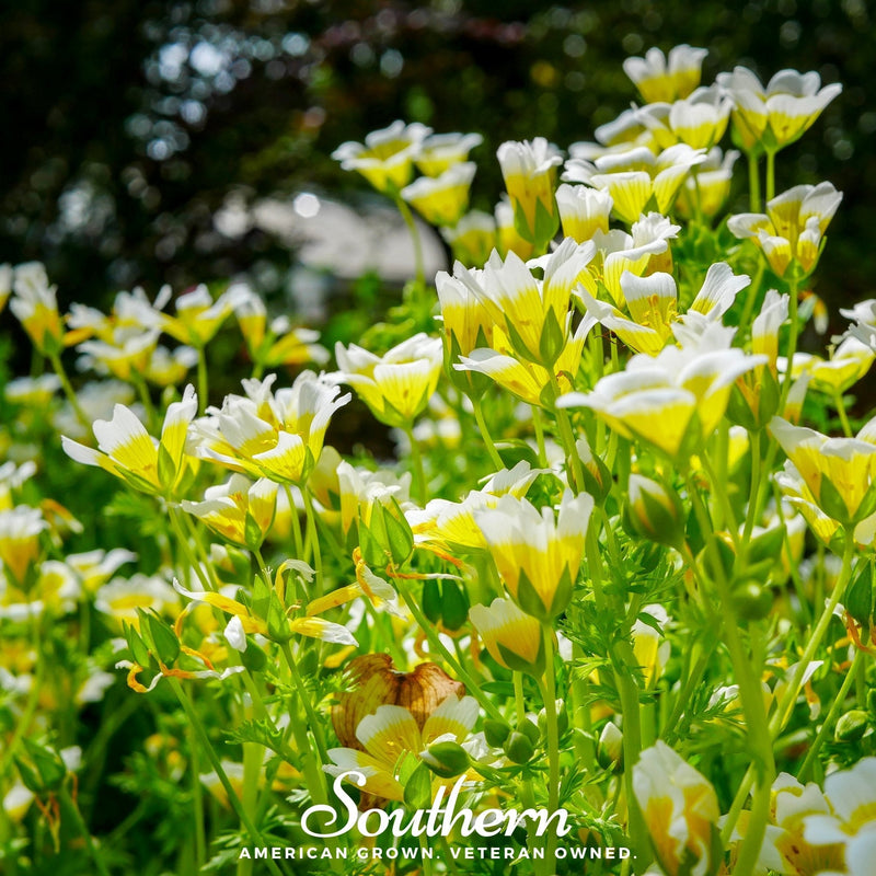 Load image into Gallery viewer, Meadowfoam (Poached Egg Plant) – 50 Seeds
