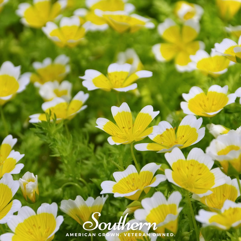 Load image into Gallery viewer, Meadowfoam (Poached Egg Plant) – 50 Seeds
