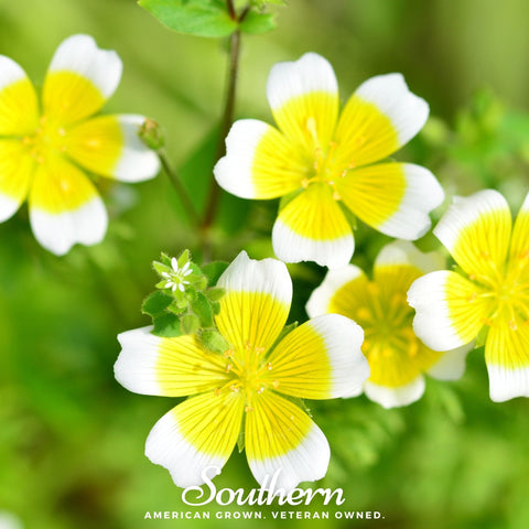 Meadowfoam (Poached Egg Plant) – 50 Seeds, additional product view 2