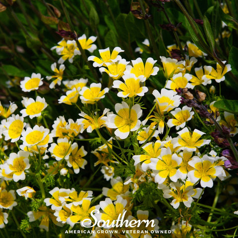 Meadowfoam Poached Egg Plant 50 Seeds