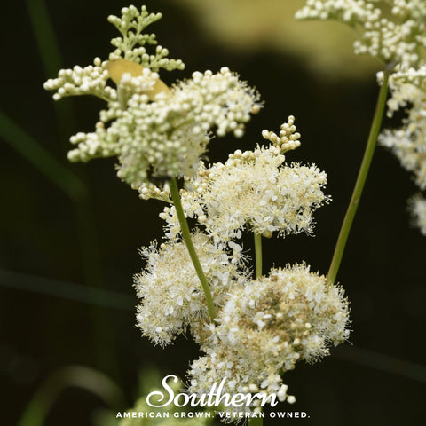 Meadowsweet – 50 Seeds, additional product view 2