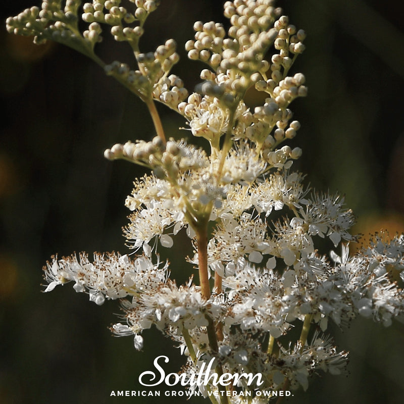 Load image into Gallery viewer, Meadowsweet – 50 Seeds
