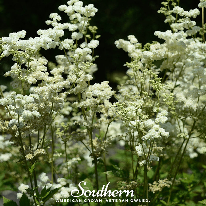 Load image into Gallery viewer, Meadowsweet – 50 Seeds
