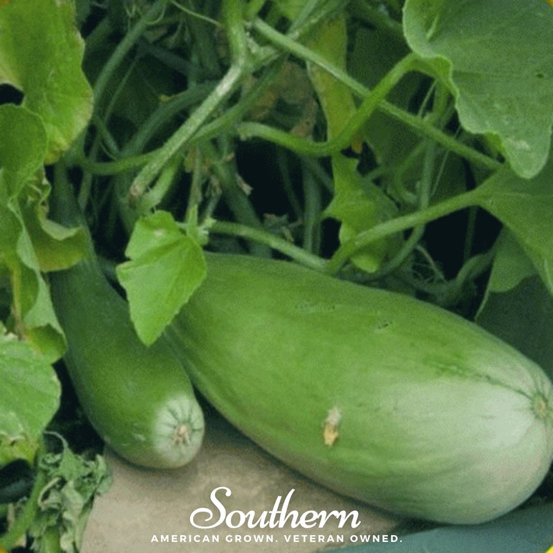 Load image into Gallery viewer, Banana Melon – 20 Seeds
