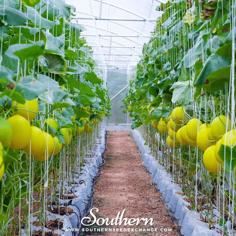 Canary Melon – 25 Seeds, additional product view 2