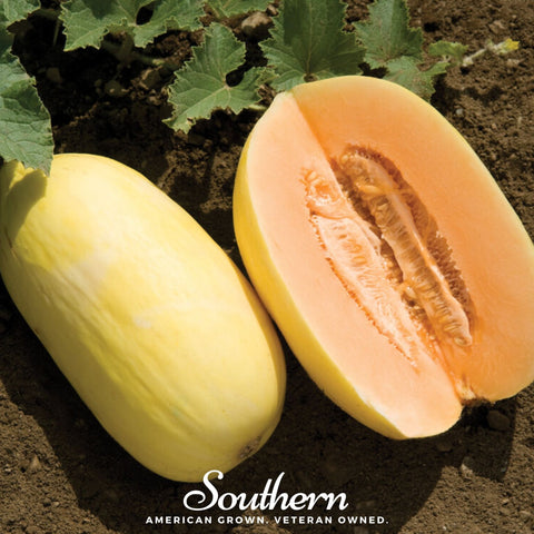 Crenshaw Melon 20 Seeds