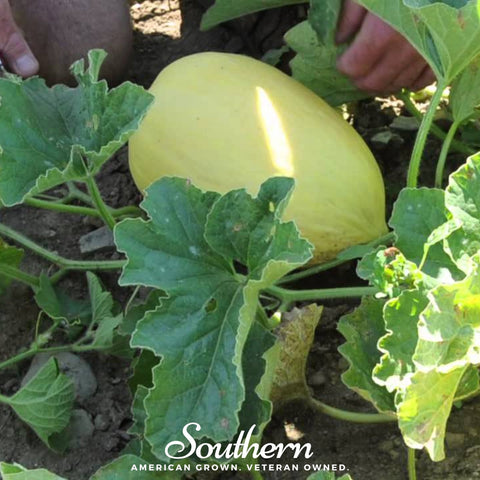 Crenshaw Melon – 20 Seeds, additional product view 2