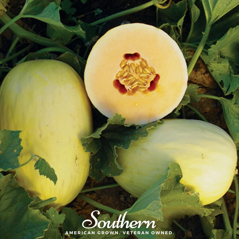 Load image into Gallery viewer, Crenshaw Melon – 20 Seeds
