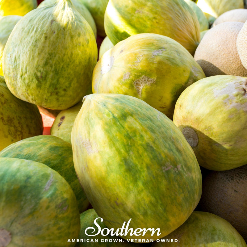Load image into Gallery viewer, Crenshaw Melon – 20 Seeds
