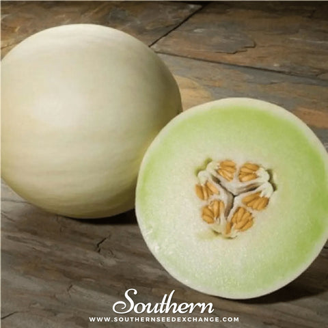 Green Flesh Honeydew Melon – 20 Seeds, additional product view 2