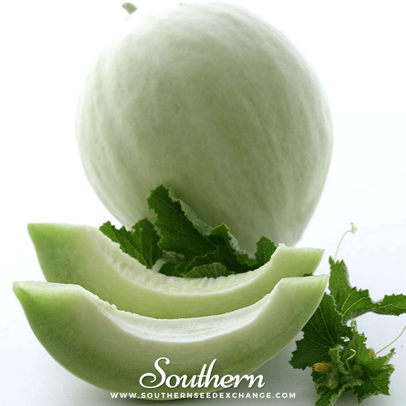 Load image into Gallery viewer, Green Flesh Honeydew Melon – 20 Seeds
