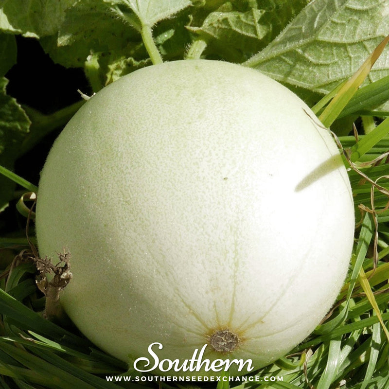 Load image into Gallery viewer, Green Flesh Honeydew Melon – 20 Seeds
