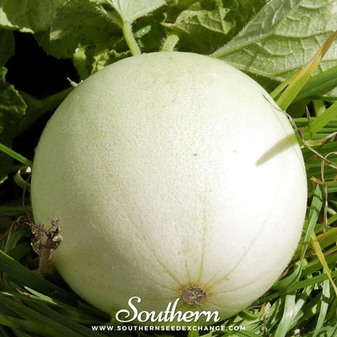 Green Flesh Honeydew Melon seeds package, 20 count, GrowTime Garden Supply