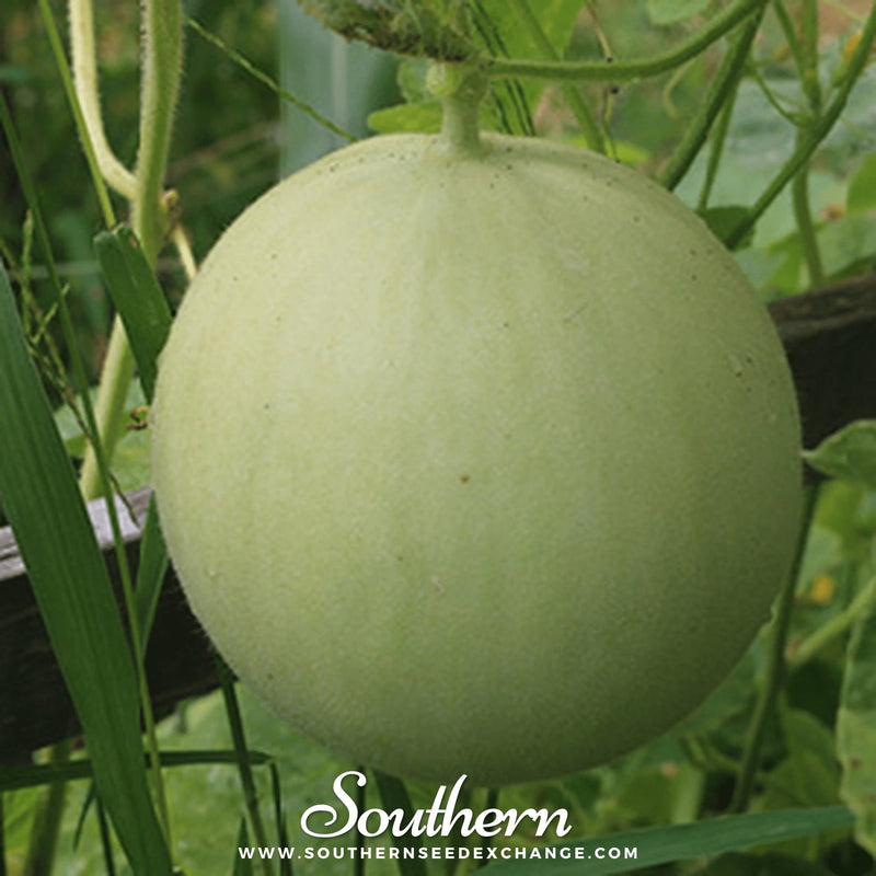 Load image into Gallery viewer, Green Flesh Honeydew Melon – 20 Seeds
