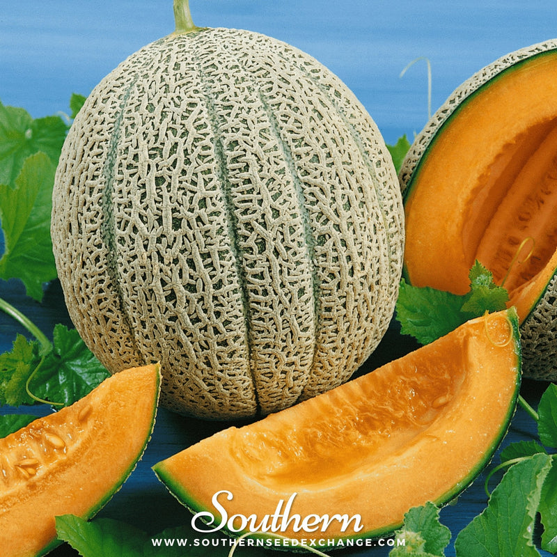 Load image into Gallery viewer, Hales Best Jumbo Cantaloupe – 50 Seeds
