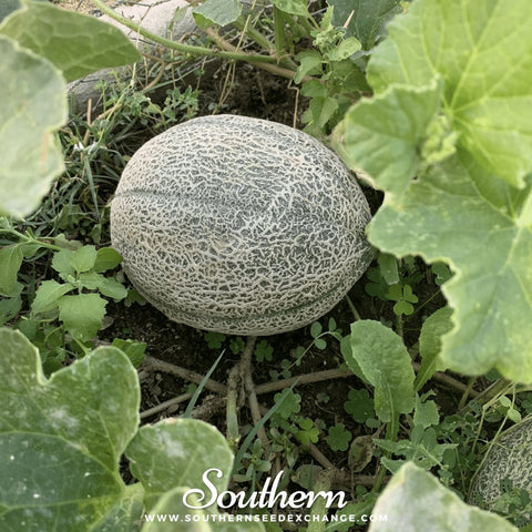 Hales Best Jumbo Cantaloupe – 50 Seeds, additional product view 2