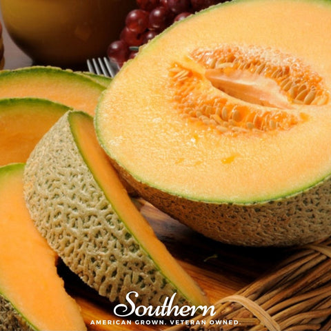 Planter's Jumbo Melon 50 Seeds