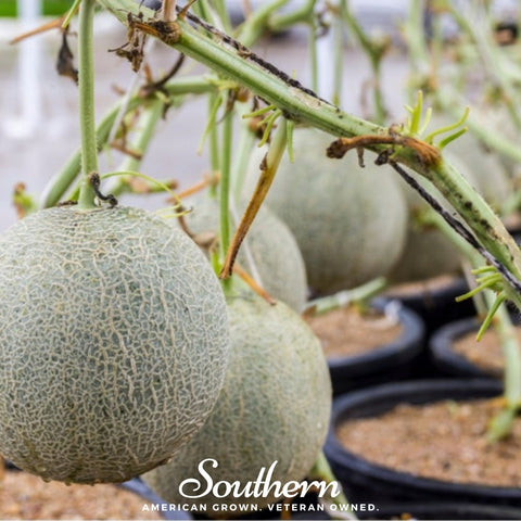Planter's Jumbo Melon – 50 Seeds, additional product view 2