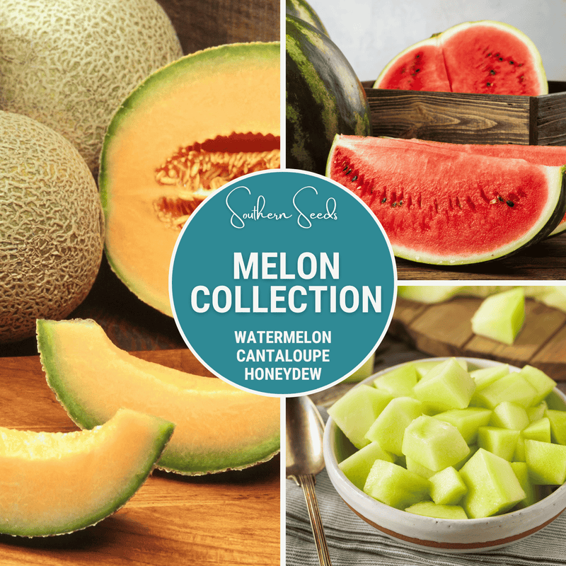Load image into Gallery viewer, Melon Seed Collection (Watermelon • Cantaloupe • Honeydew)
