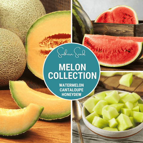 Melon Seed Collection Watermelon Cantaloupe Honeydew